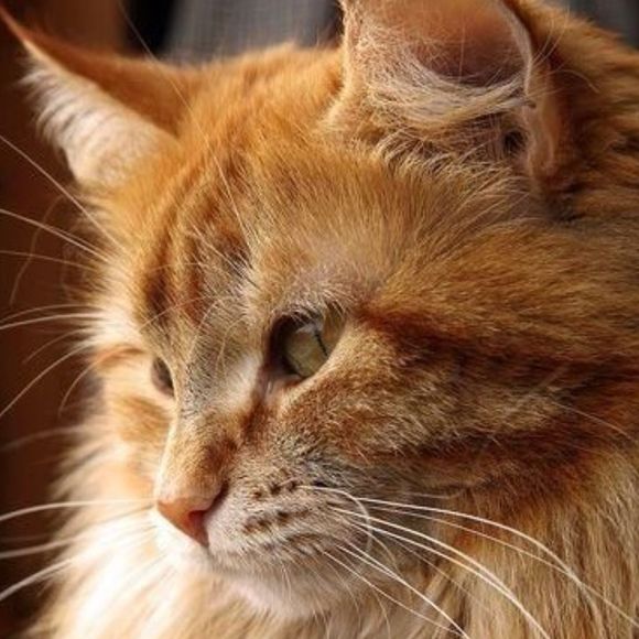 thegingercat